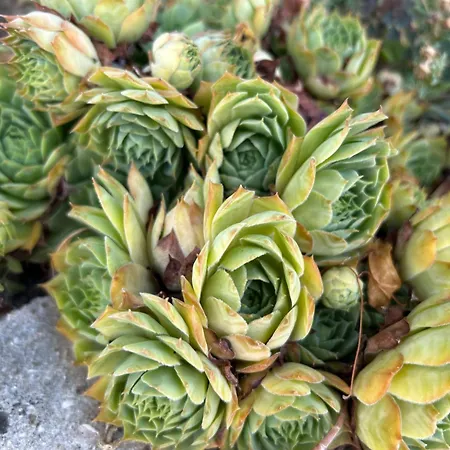 Apartman Danisacroatia *