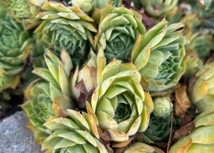 Διαμέρισμα Danisacroatia *